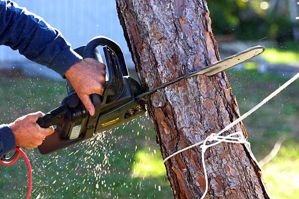 Tree and Shrub Care in Fort Hunt, VA