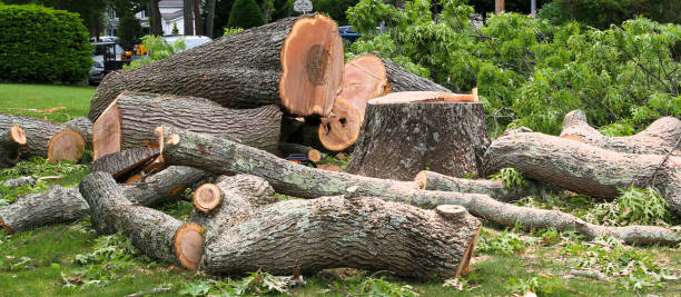 Fort Hunt, VA Tree Care Company