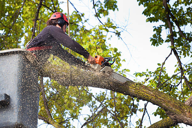 How Our Tree Care Process Works  in  Fort Hunt, VA